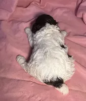 CKC Holly, a female Poodle - Toy  for sale in Potosi, MO – Photo 7 of 8