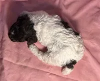 CKC Holly, a female Poodle - Toy  for sale in Potosi, MO – Photo 4 of 8