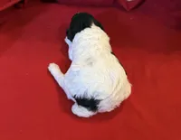 CKC Holly, a female Poodle - Toy  for sale in Old Mines, MO – Photo 6 of 6