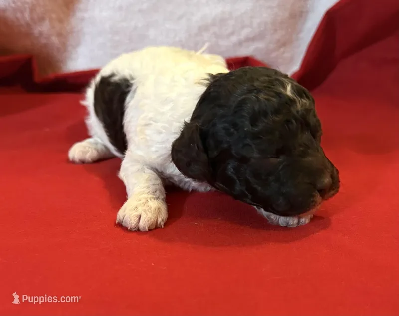 CKC Holly – Poodle - Toy  puppy for sale in Old Mines, MO