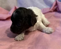 CKC Holly, a female Poodle - Toy  for sale in Potosi, MO – Photo 6 of 8