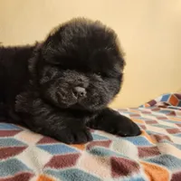 Toffee, a male Chow Chow for sale in Potosi, MO – 3 of 5
