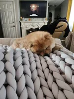 King, a male Chow Chow for sale in Potosi, MO – 3 of 4