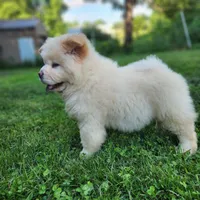 Latte, a male Chow Chow for sale in Potosi, MO – 4 of 7