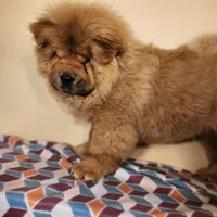 Bowie AKC Champion lines, a male Chow Chow for sale in Potosi, MO – 1 of 7