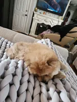 King, a male Chow Chow for sale in Potosi, MO – 4 of 4