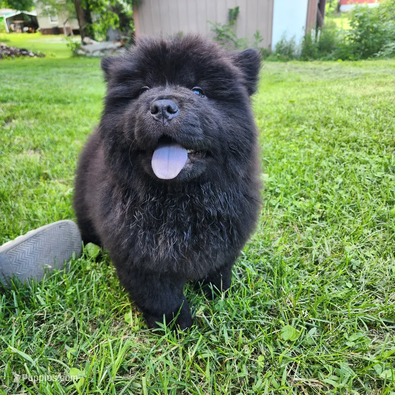 Mocha – Chow Chow puppy for sale in Potosi, MO