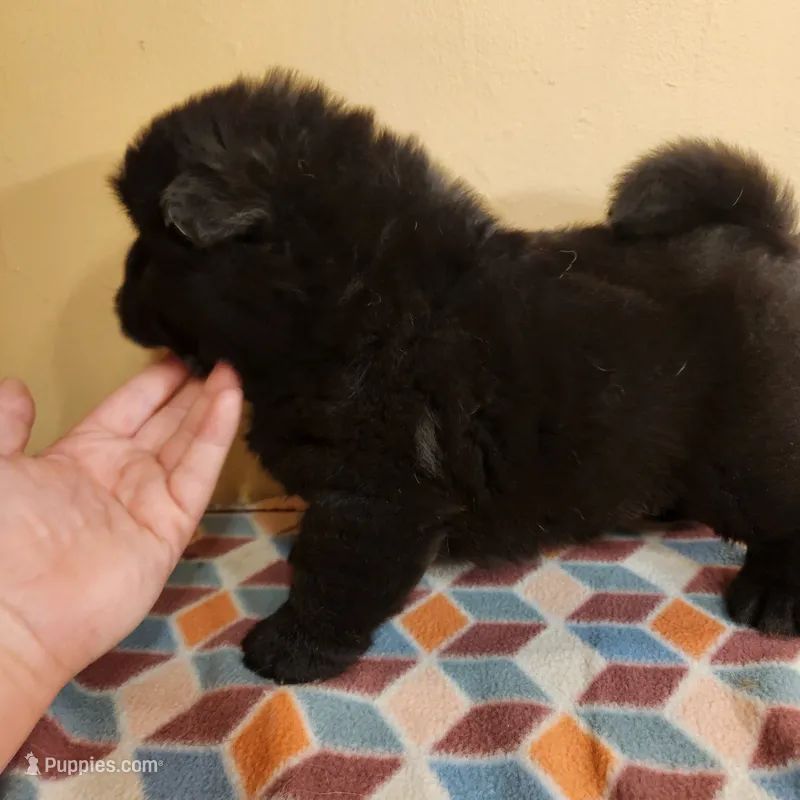 Toffee – Chow Chow puppy for sale in Potosi, MO