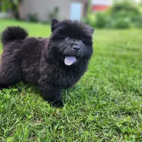 Mocha, a male Chow Chow for sale in Potosi, MO – 2 of 8