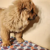 Bowie AKC Champion lines, a male Chow Chow for sale in Potosi, MO – 6 of 7