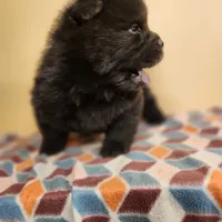 Mocha, a male Chow Chow for sale in Potosi, MO – 5 of 5