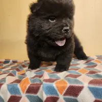 Mocha, a male Chow Chow for sale in Potosi, MO – 4 of 5