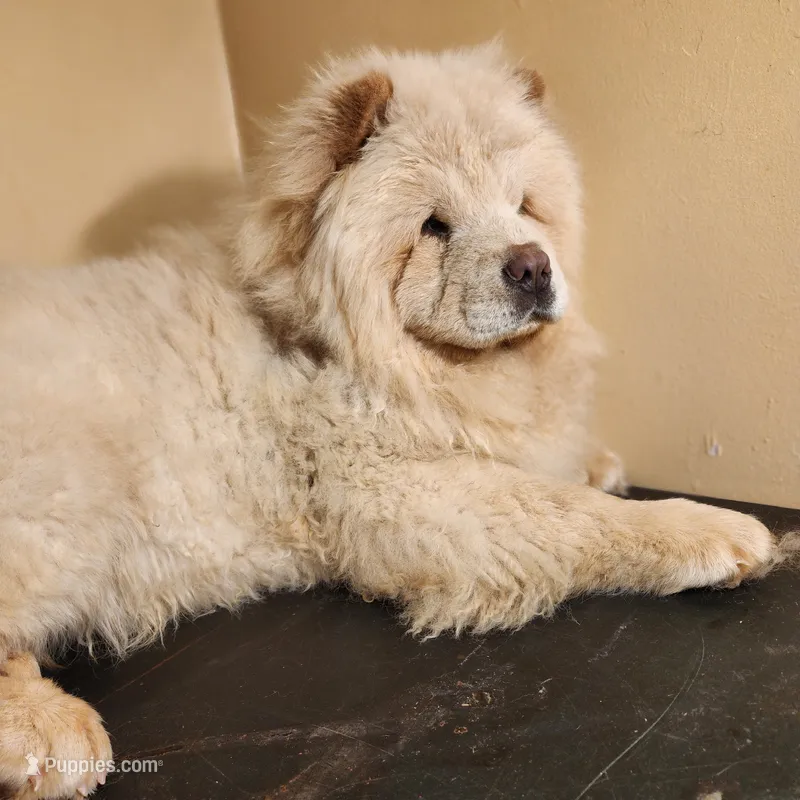 Tundra AKC Champion Lines – Chow Chow puppy for sale in Potosi, MO