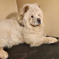 Tundra AKC Champion Lines, a male Chow Chow for sale in Potosi, MO – 5 of 5