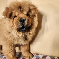 Bowie AKC Champion lines, a male Chow Chow for sale in Potosi, MO – 2 of 7