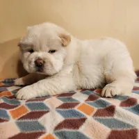 Latte, a male Chow Chow for sale in Potosi, MO – 5 of 5