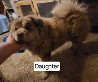 Choco, a male Chow Chow for sale in Old Mines, MO – Photo 5 of 5