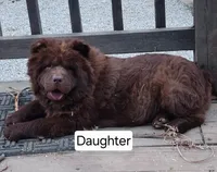 Choco, a male Chow Chow for sale in Old Mines, MO – Photo 4 of 5