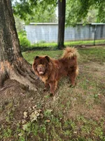 Choco, a male Chow Chow for sale in Old Mines, MO – Photo 3 of 5
