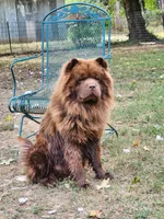 Choco, a male Chow Chow for sale in Old Mines, MO – Photo 1 of 5