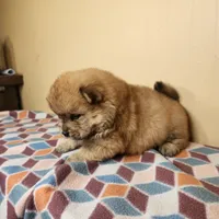 Sophie , a female Chow Chow for sale in Old Mines, MO – Photo 3 of 7