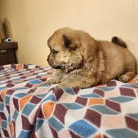 Sophie , a female Chow Chow for sale in Old Mines, MO – Photo 6 of 7