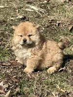 Sophie , a female Chow Chow for sale in Potosi, MO – Photo 4 of 8