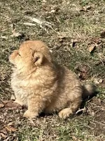 Sophie , a female Chow Chow for sale in Potosi, MO – Photo 3 of 8
