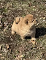 Sophie , a female Chow Chow for sale in Potosi, MO – Photo 8 of 8