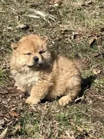 Sophie , a female Chow Chow for sale in Potosi, MO – Photo 5 of 8