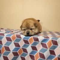 Sophie , a female Chow Chow for sale in Old Mines, MO – Photo 4 of 7