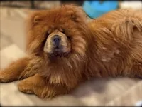 Sophie , a female Chow Chow for sale in Potosi, MO – Photo 1 of 8