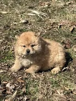 Sophie , a female Chow Chow for sale in Potosi, MO – Photo 7 of 8