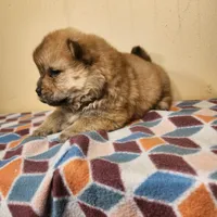 Sophie , a female Chow Chow for sale in Old Mines, MO – Photo 5 of 7