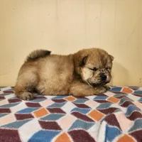 Sophie , a female Chow Chow for sale in Old Mines, MO – Photo 2 of 7