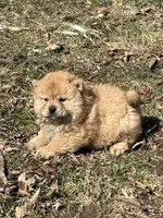Sophie , a female Chow Chow for sale in Potosi, MO – Photo 6 of 8