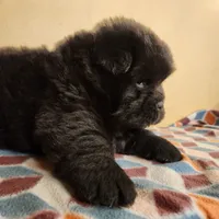Toffee, a male Chow Chow for sale in Potosi, MO – 4 of 5