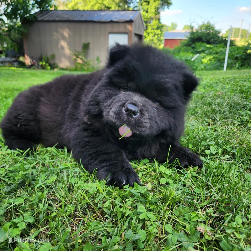 Toffee – Chow Chow puppy for sale in Potosi, MO