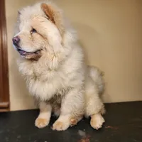 Tundra AKC Champion Lines, a male Chow Chow for sale in Potosi, MO – 2 of 5