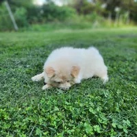 Latte, a male Chow Chow for sale in Potosi, MO – 5 of 7