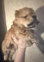 Sugar , a female Chow Chow for sale in Old Mines, MO – Photo 3 of 4