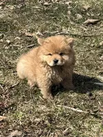 Sugar , a female Chow Chow for sale in Potosi, MO – Photo 2 of 7