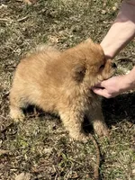 Sugar , a female Chow Chow for sale in Potosi, MO – Photo 6 of 7