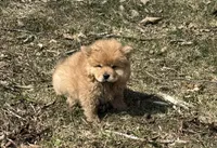 Sugar , a female Chow Chow for sale in Potosi, MO – Photo 5 of 7