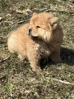 Sugar , a female Chow Chow for sale in Potosi, MO – Photo 3 of 7