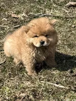 Sugar , a female Chow Chow for sale in Potosi, MO – Photo 1 of 7