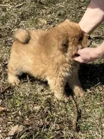 Sugar , a female Chow Chow for sale in Potosi, MO – Photo 7 of 7