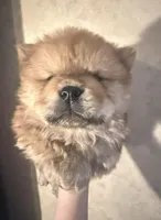 Sugar , a female Chow Chow for sale in Old Mines, MO – Photo 1 of 4