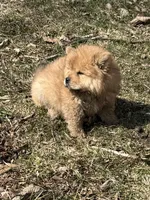 Sugar , a female Chow Chow for sale in Potosi, MO – Photo 4 of 7