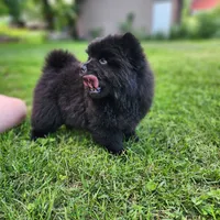 Mocha, a male Chow Chow for sale in Potosi, MO – 5 of 8